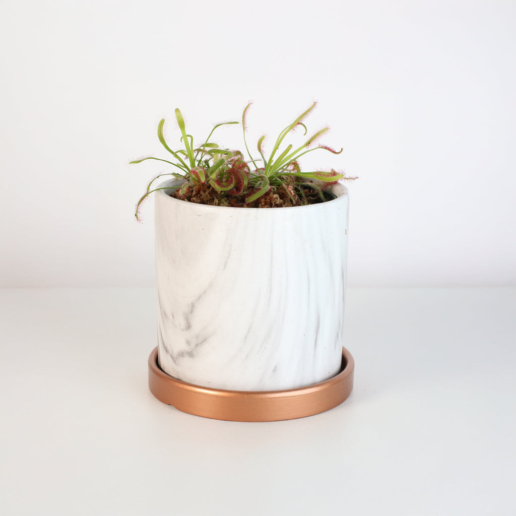 Cape Sundew (Drosera Capensis) Carnivorous Plant - Cheeky Garden