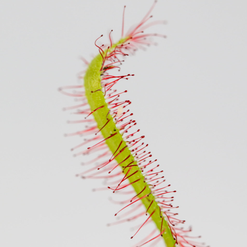 Cape Sundew (Drosera Capensis) Carnivorous Plant - Cheeky Garden