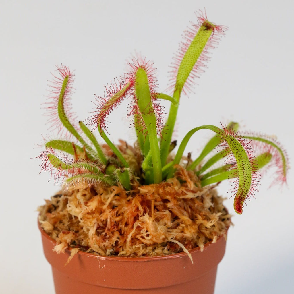 Cape Sundew (Drosera Capensis) Carnivorous Plant - Cheeky Garden
