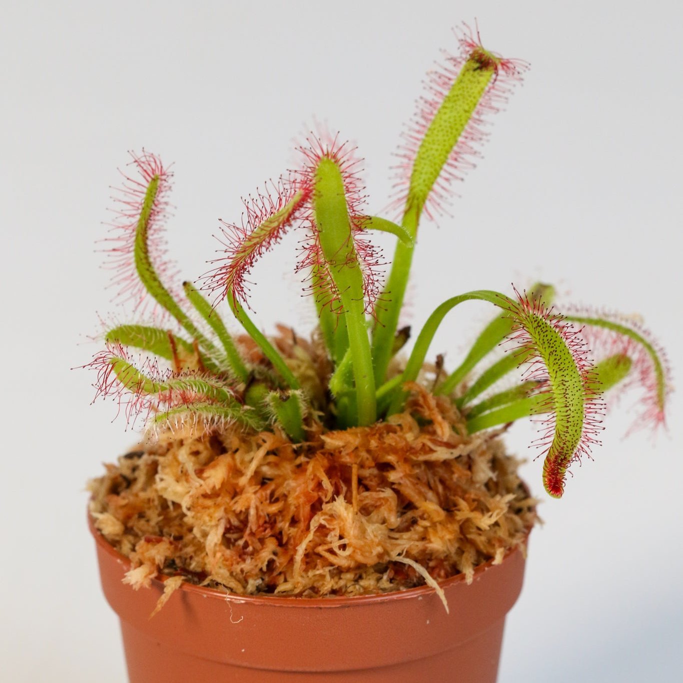 Cape Sundew (Drosera Capensis) Carnivorous Plant - Cheeky Garden