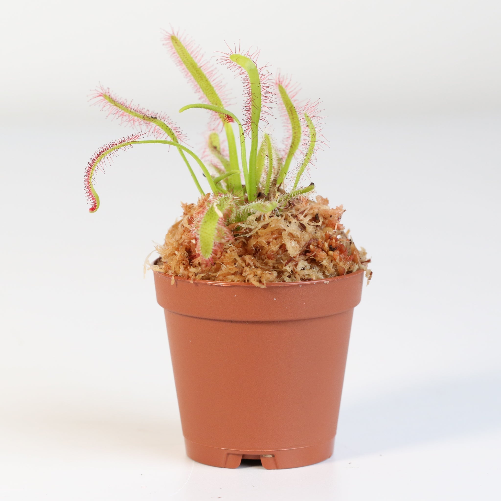 Cape Sundew (Drosera Capensis) Carnivorous Plant - Cheeky Garden