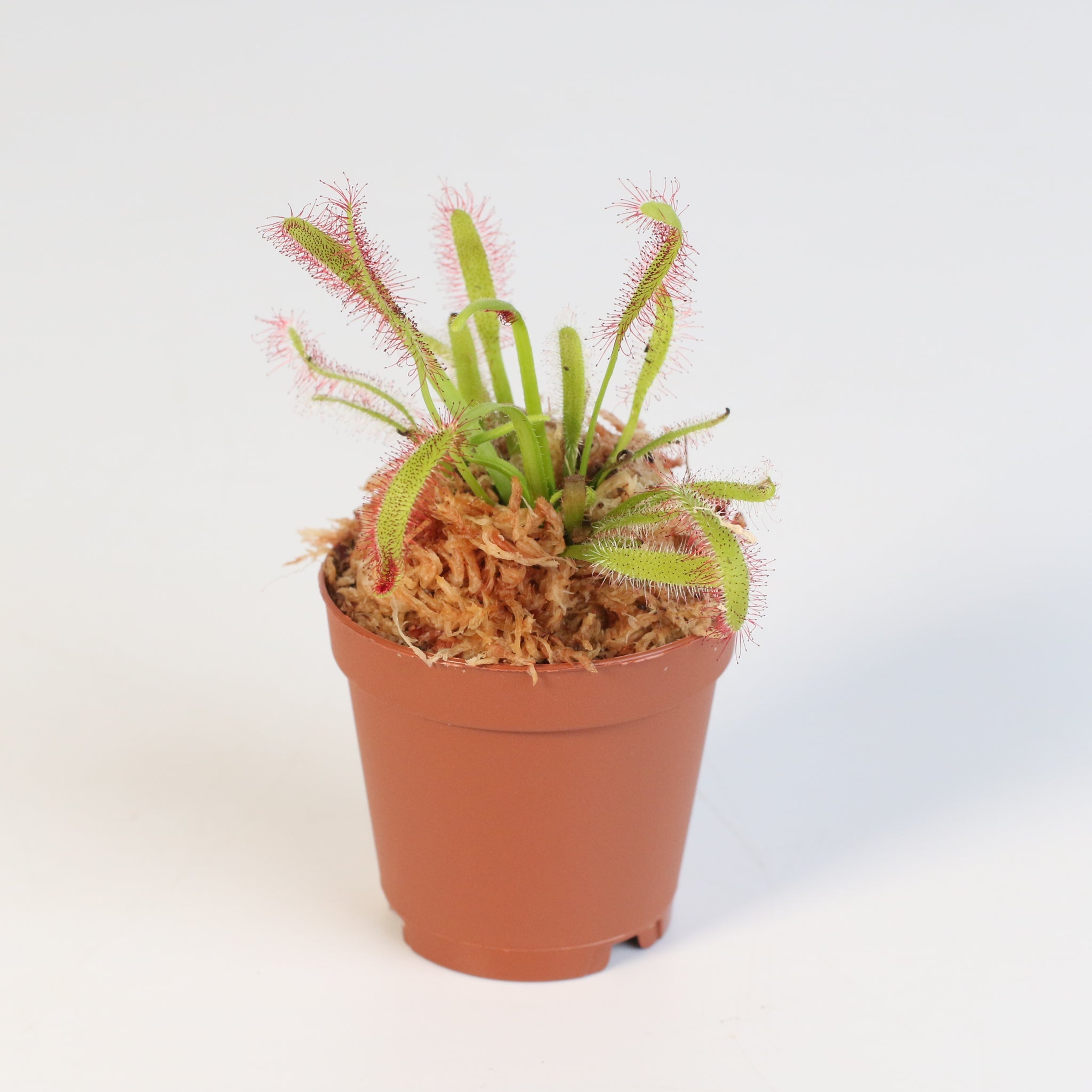 Cape Sundew (Drosera Capensis) Carnivorous Plant - Cheeky Garden