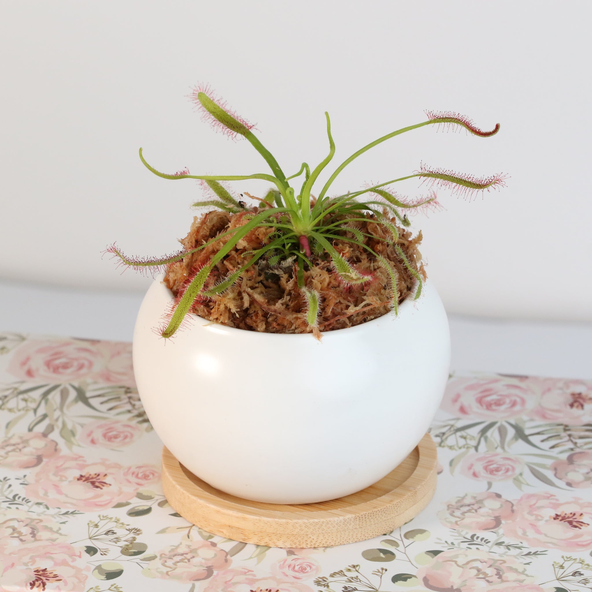 Cape Sundew (Drosera Capensis) Carnivorous Plant - Cheeky Garden
