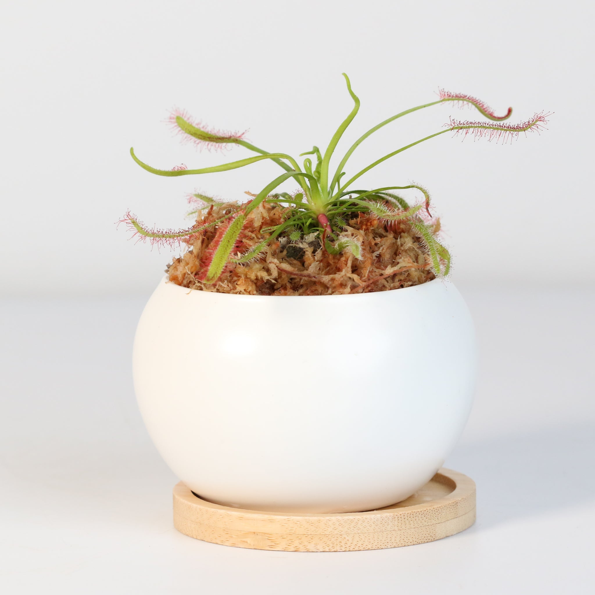 Cape Sundew (Drosera Capensis) Carnivorous Plant - Cheeky Garden