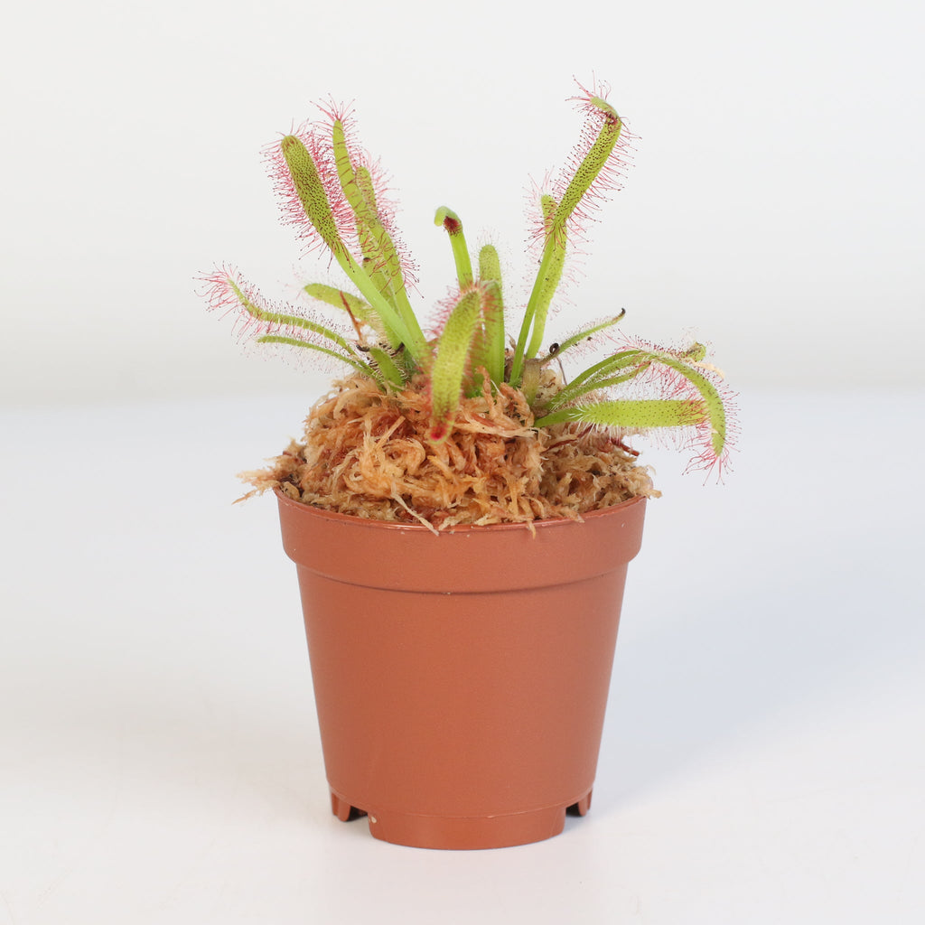 Cape Sundew (Drosera Capensis) Carnivorous Plant - Cheeky Garden