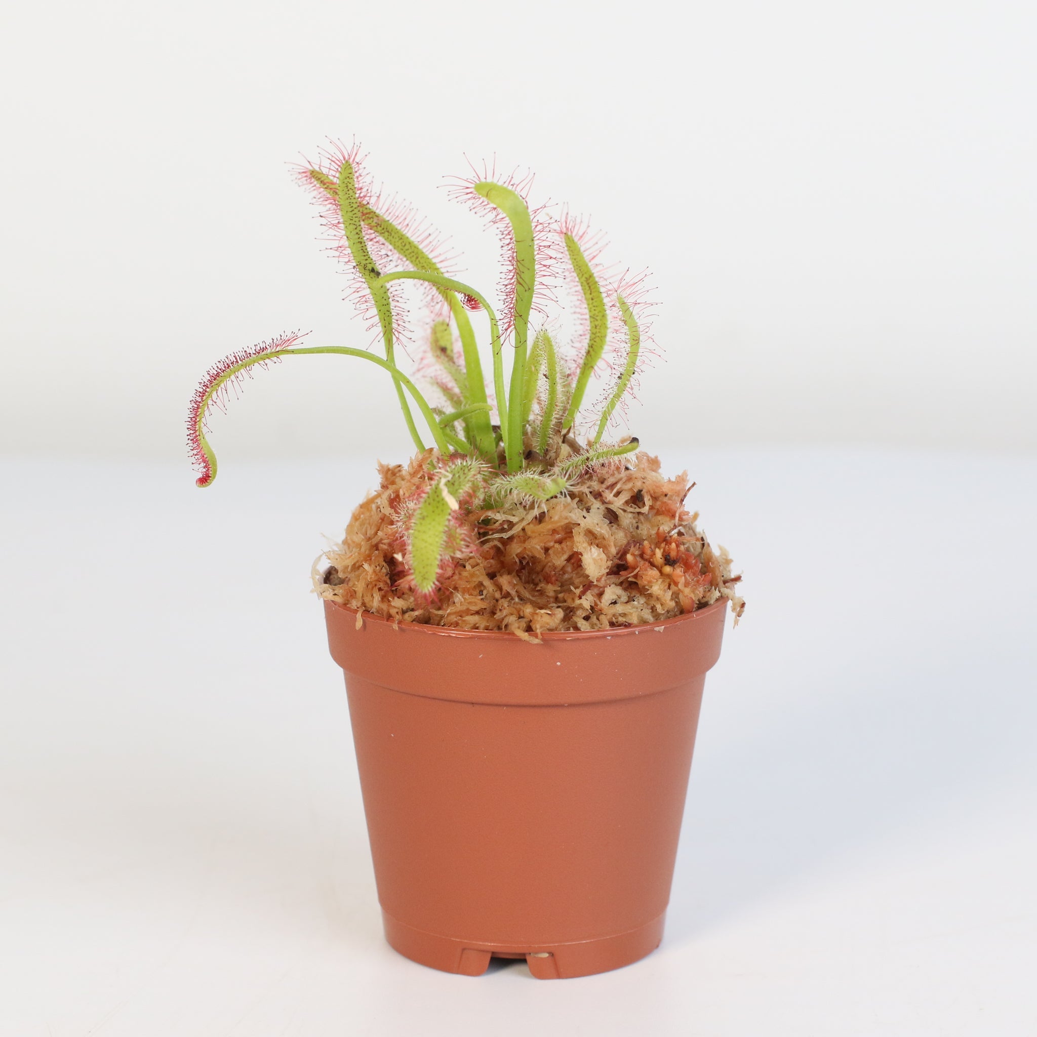Cape Sundew (Drosera Capensis) Carnivorous Plant - Cheeky Garden