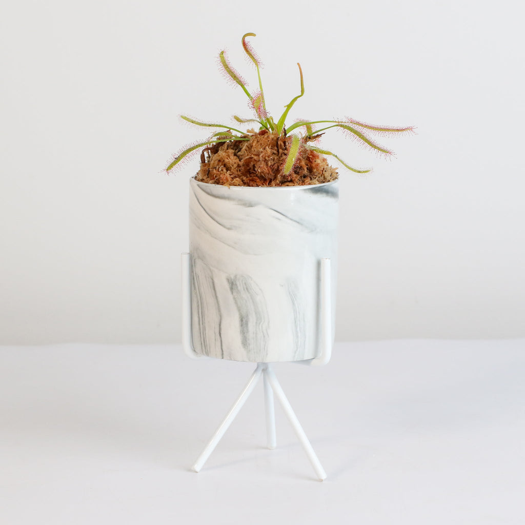 Cape Sundew (Drosera Capensis) Carnivorous Plant - Cheeky Garden