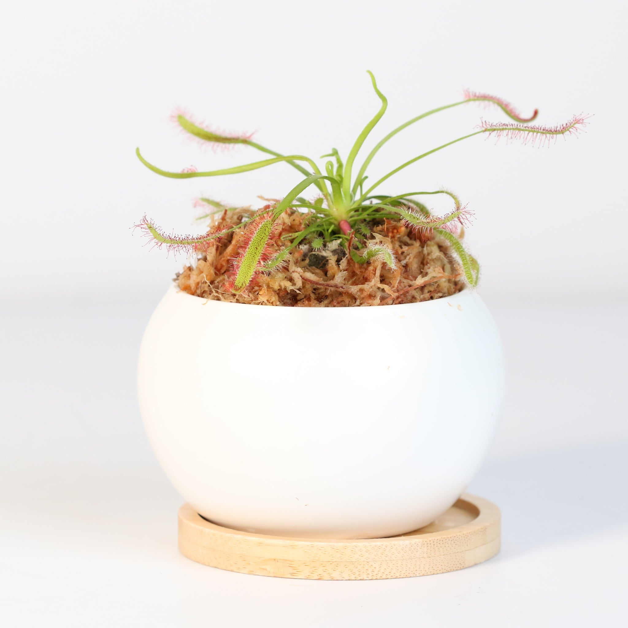Cape Sundew (Drosera Capensis) Carnivorous Plant - Cheeky Garden