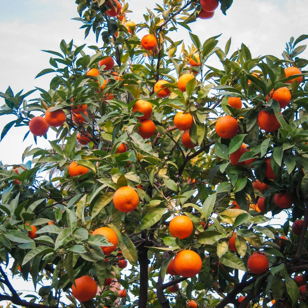Cara Cara Orange Tree - Cheeky Garden