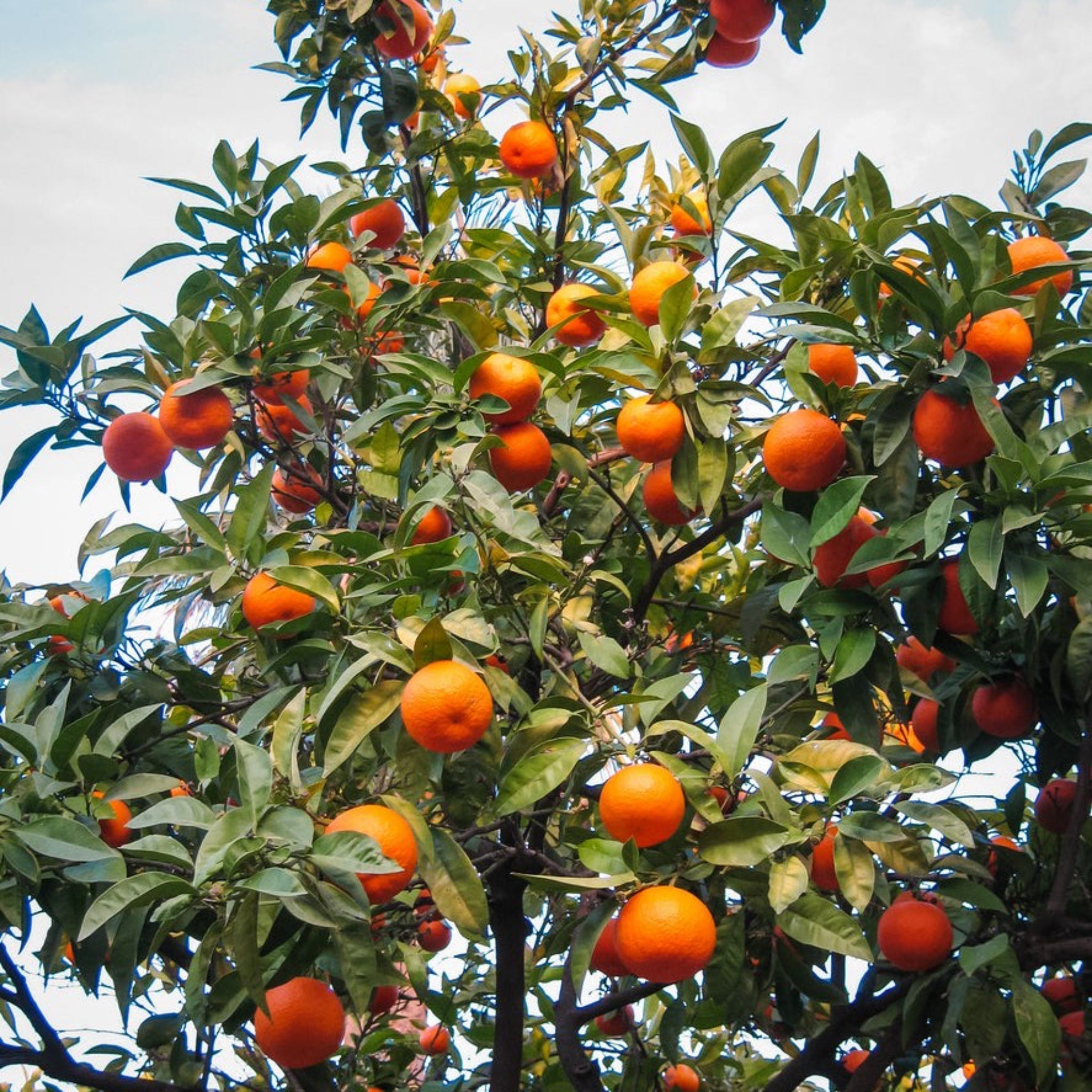 Cara Cara Orange Tree - Cheeky Garden