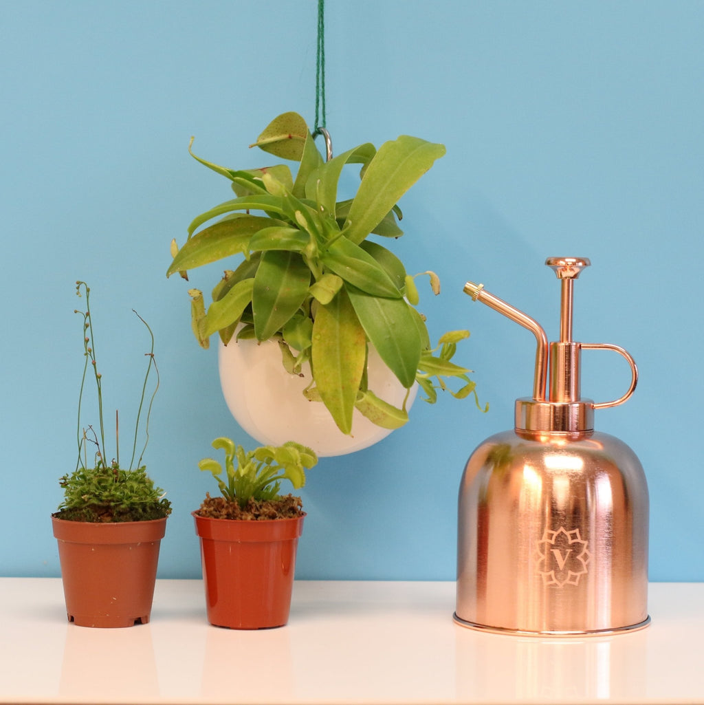 Carnivorous Plant Bundle – Nepenthes, Venus Fly Trap & Pink Sundew - Cheeky Garden