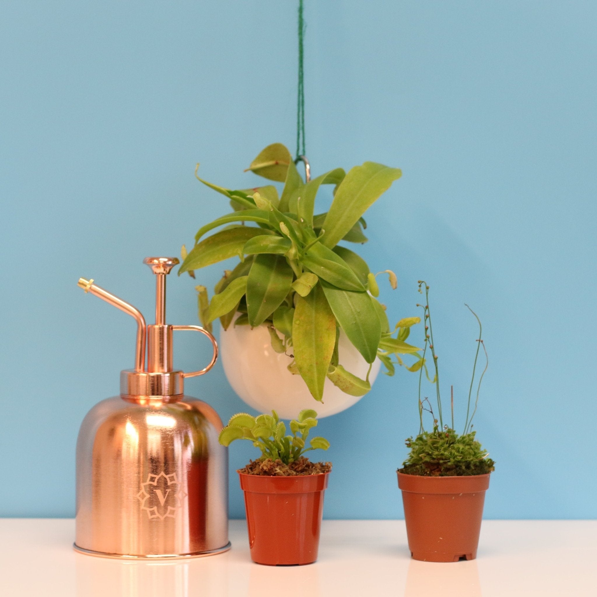 Carnivorous Plant Bundle – Nepenthes, Venus Fly Trap & Pink Sundew - Cheeky Garden