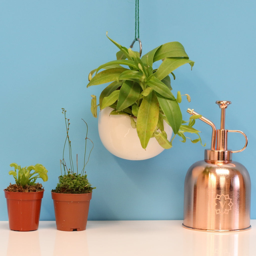 Carnivorous Plant Bundle – Nepenthes, Venus Fly Trap & Pink Sundew - Cheeky Garden