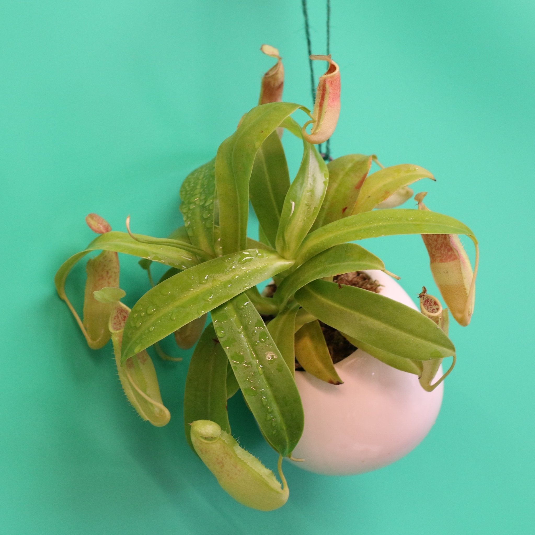 Carnivorous Plant Bundle – Nepenthes, Venus Fly Trap & Pink Sundew - Cheeky Garden