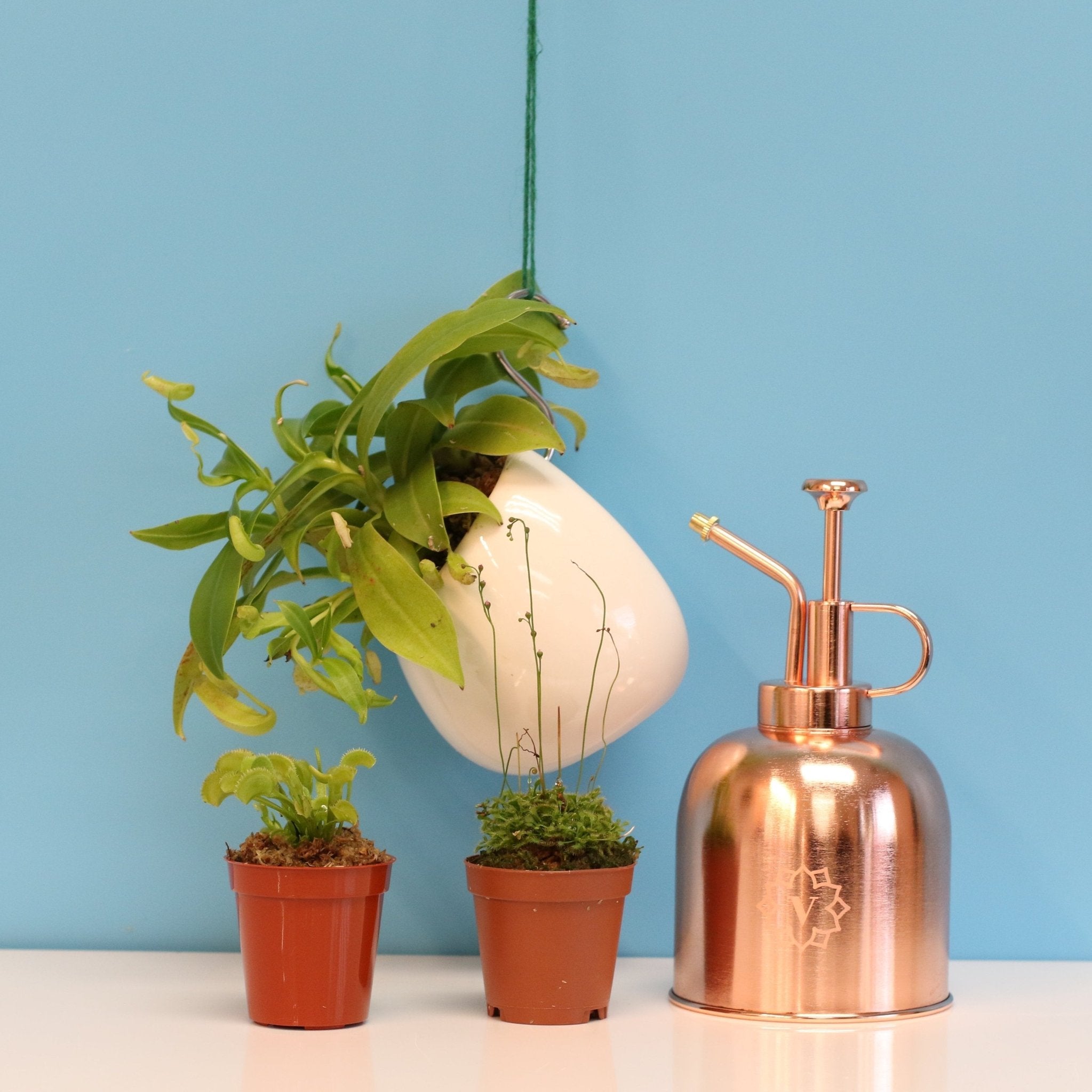 Carnivorous Plant Bundle – Nepenthes, Venus Fly Trap & Pink Sundew - Cheeky Garden