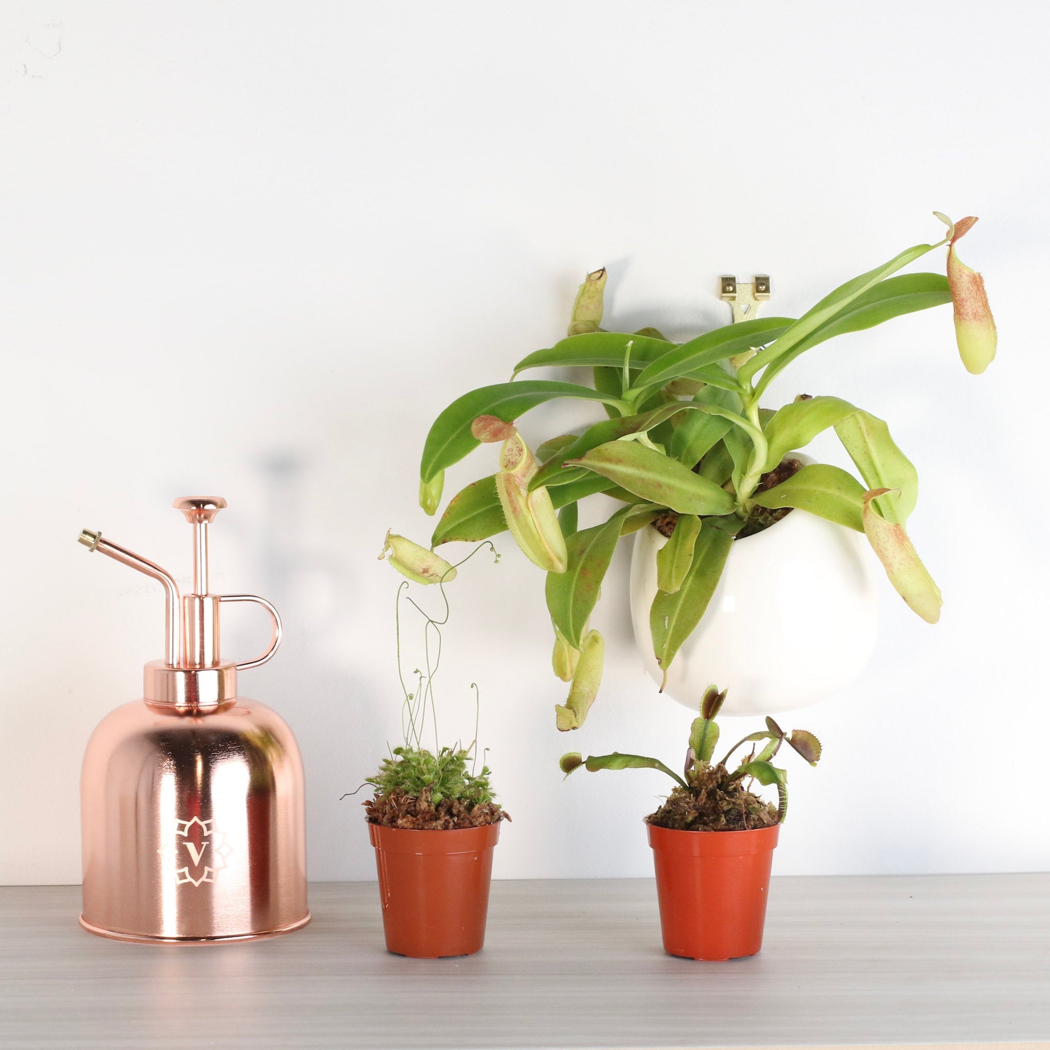 Carnivorous Plant Bundle – Nepenthes, Venus Fly Trap & Pink Sundew - Cheeky Garden
