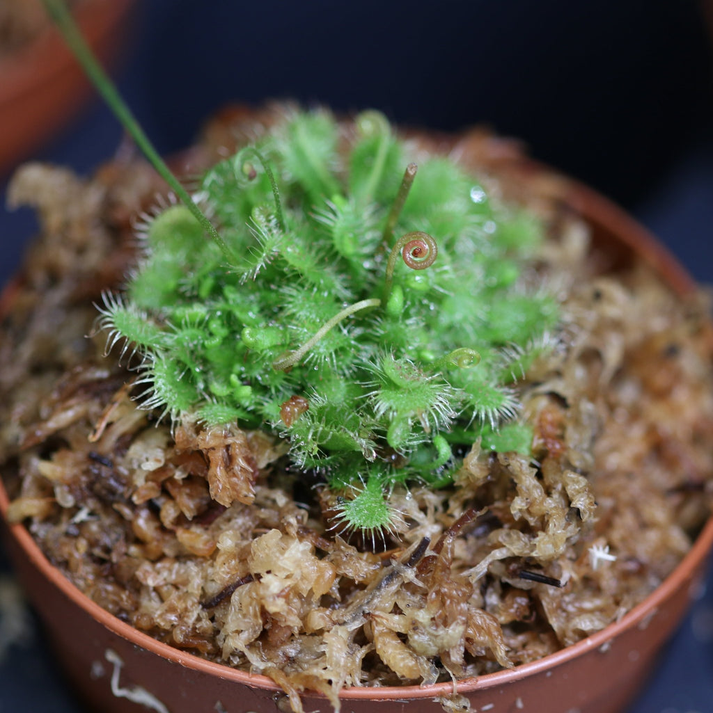 Carnivorous Plant Bundle – Nepenthes, Venus Fly Trap & Pink Sundew - Cheeky Garden