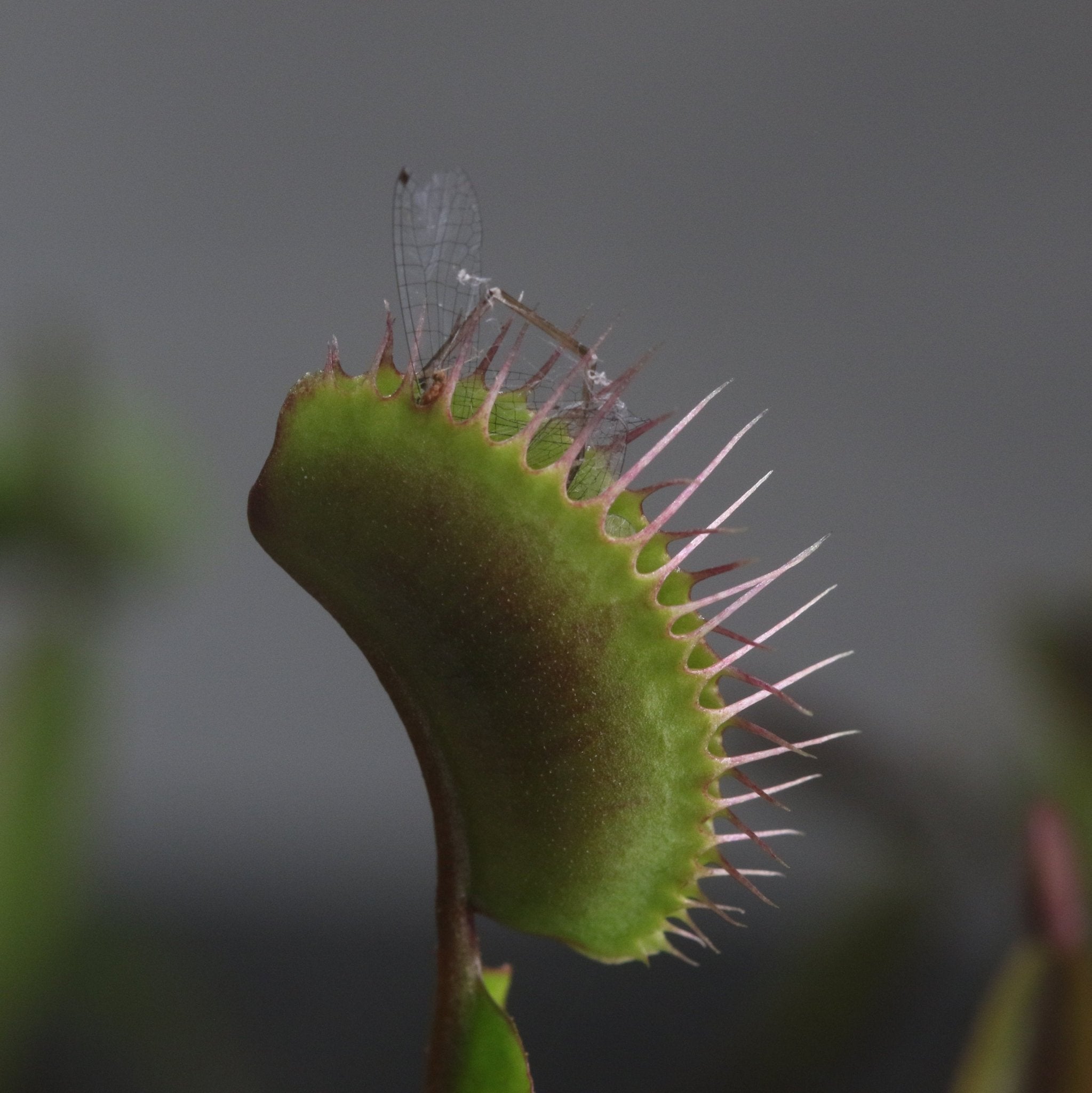 Carnivorous Plant Bundle – Nepenthes, Venus Fly Trap & Pink Sundew - Cheeky Garden