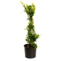 Carolina Jasmine - Cheeky Garden