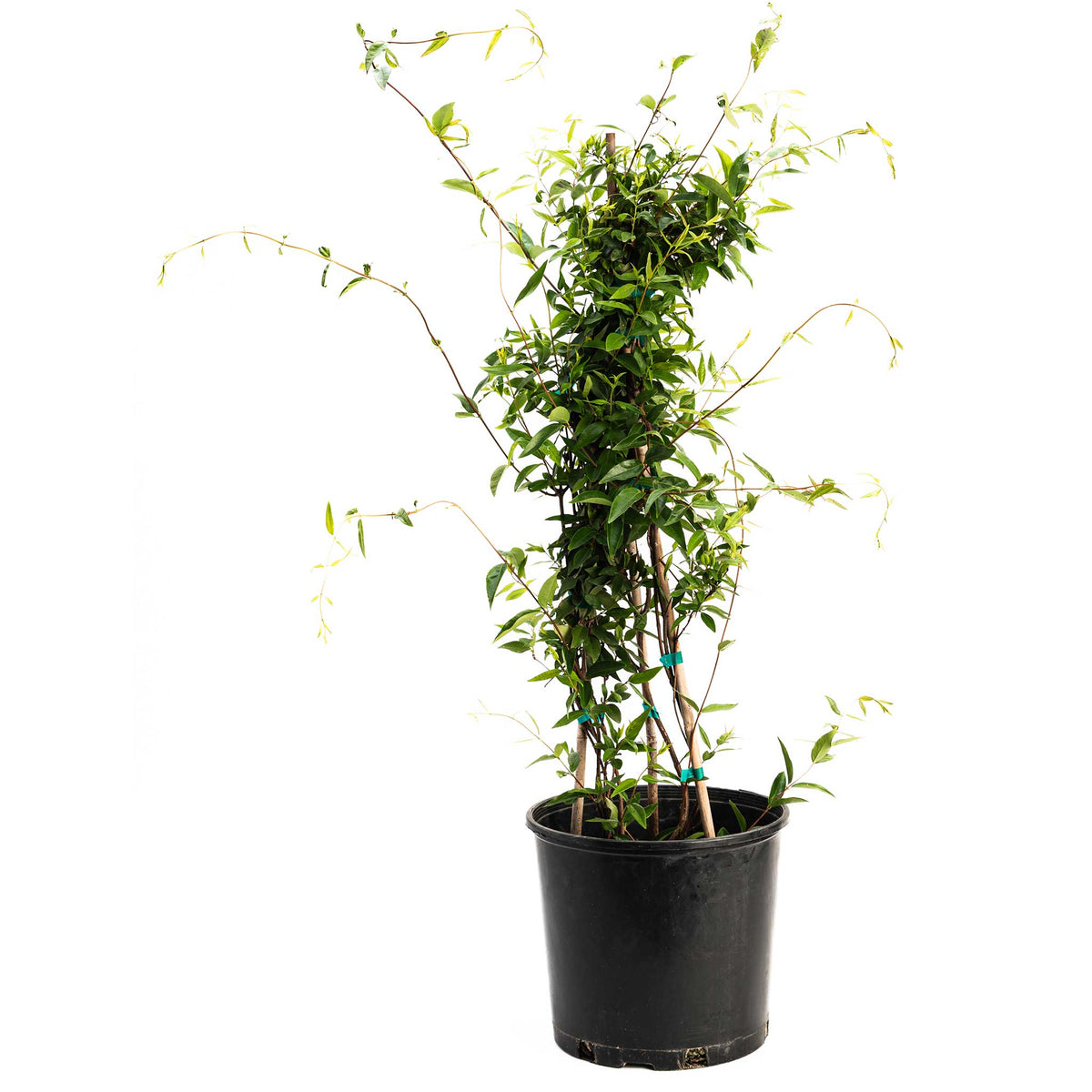Carolina Jasmine - Cheeky Garden