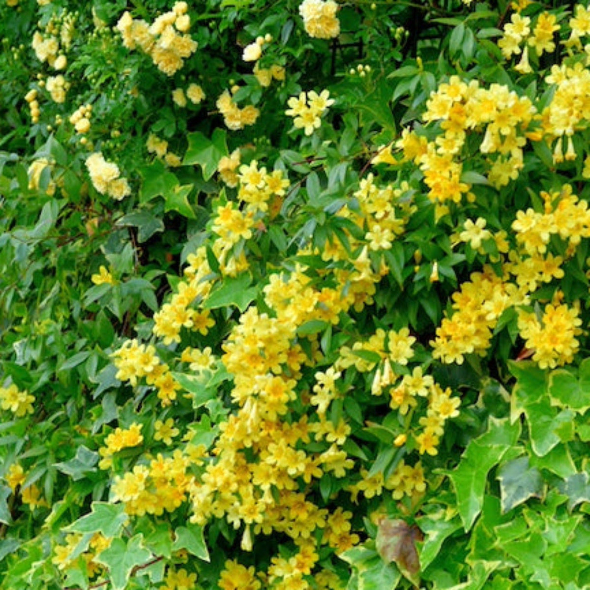 Carolina Jasmine - Cheeky Garden