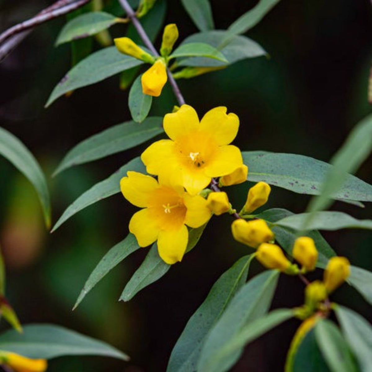 Carolina Jasmine - Cheeky Garden