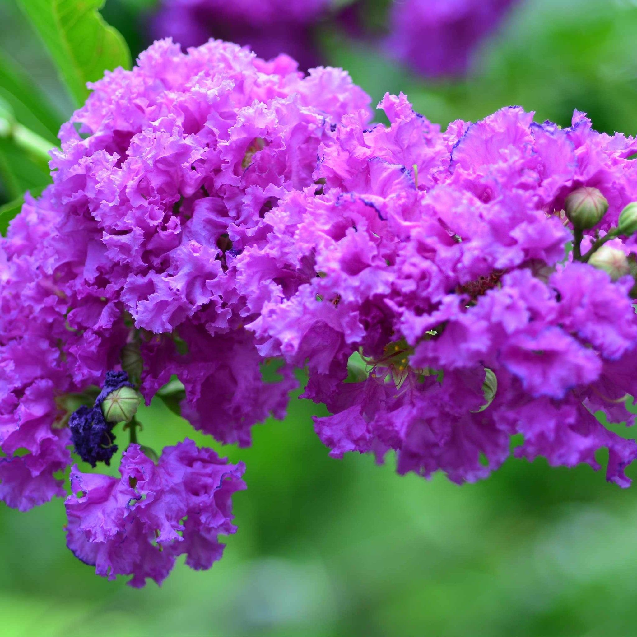 Catawba Crape Myrtle - Cheeky Garden