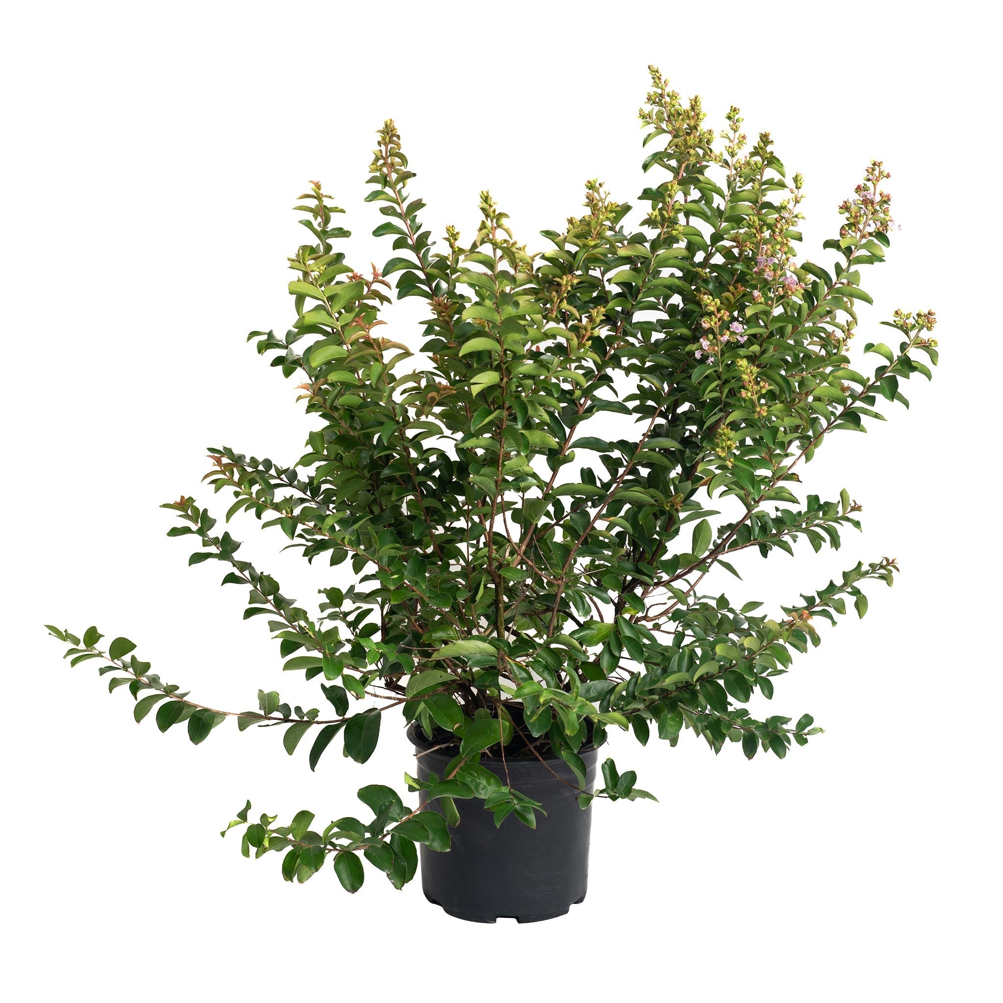 Catawba Crape Myrtle - Cheeky Garden
