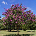 Catawba Crape Myrtle - Cheeky Garden