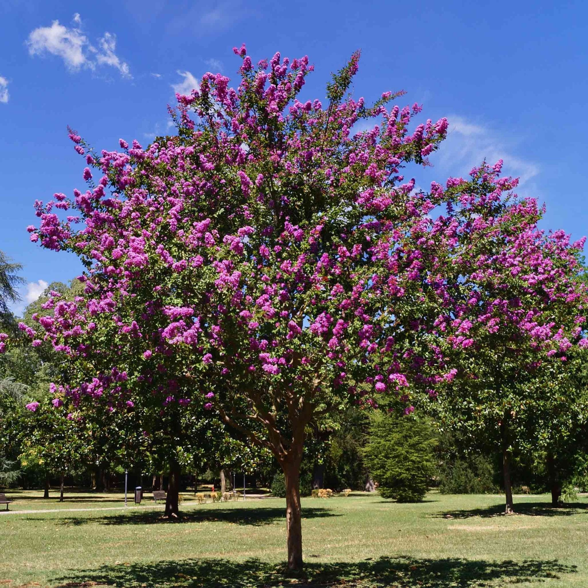 Catawba Crape Myrtle - Cheeky Garden