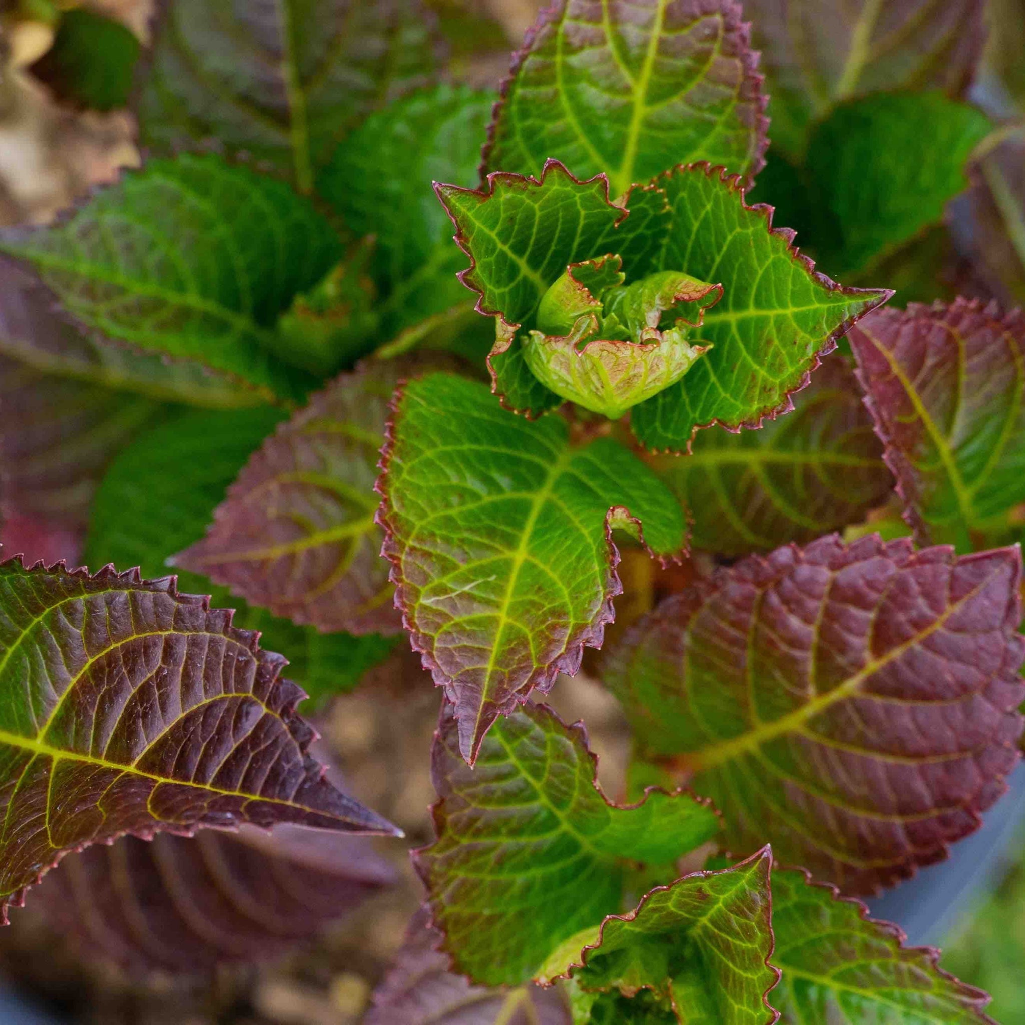 Cherry-Go-Round® Reblooming Hydrangea - Cheeky Garden