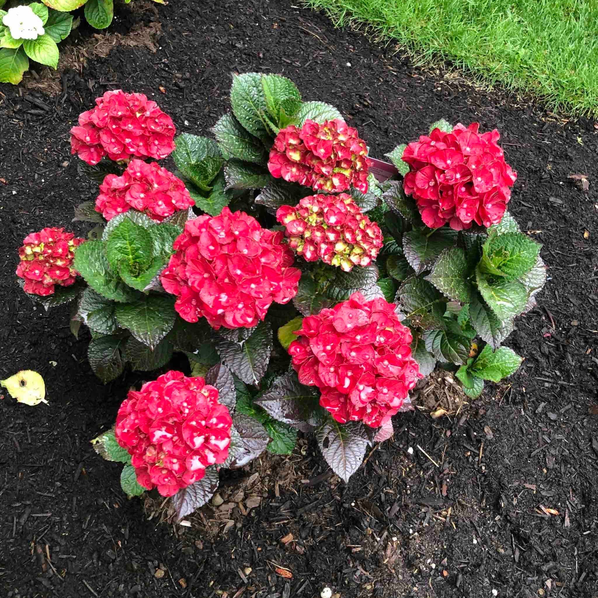 Cherry-Go-Round® Reblooming Hydrangea - Cheeky Garden