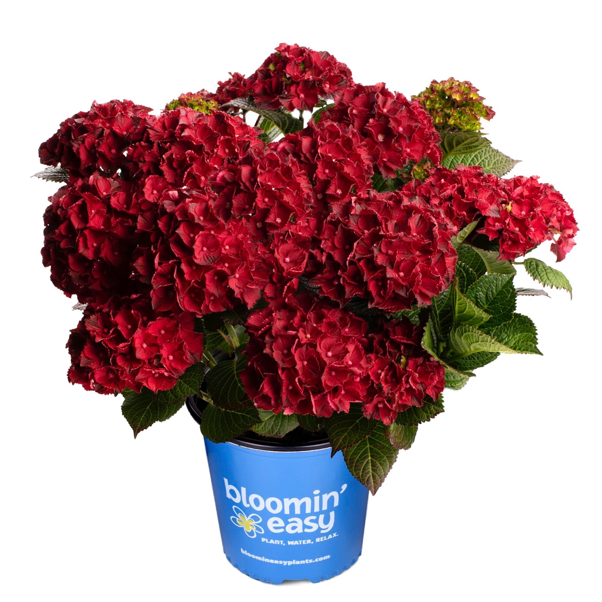 Cherry-Go-Round® Reblooming Hydrangea - Cheeky Garden