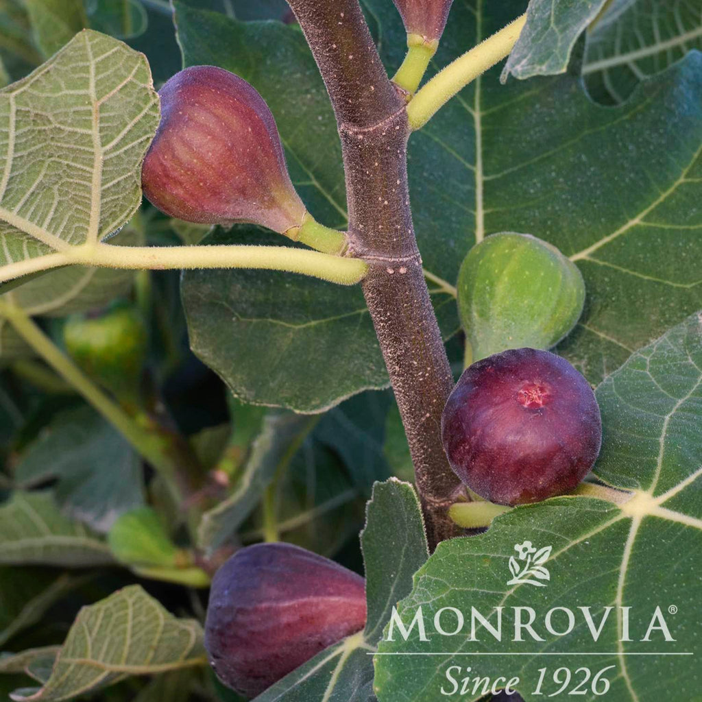 Chicago Hardy Fig Tree - Cheeky Garden