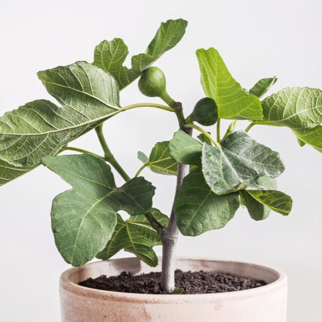 Chicago Hardy Fig Tree - Cheeky Garden