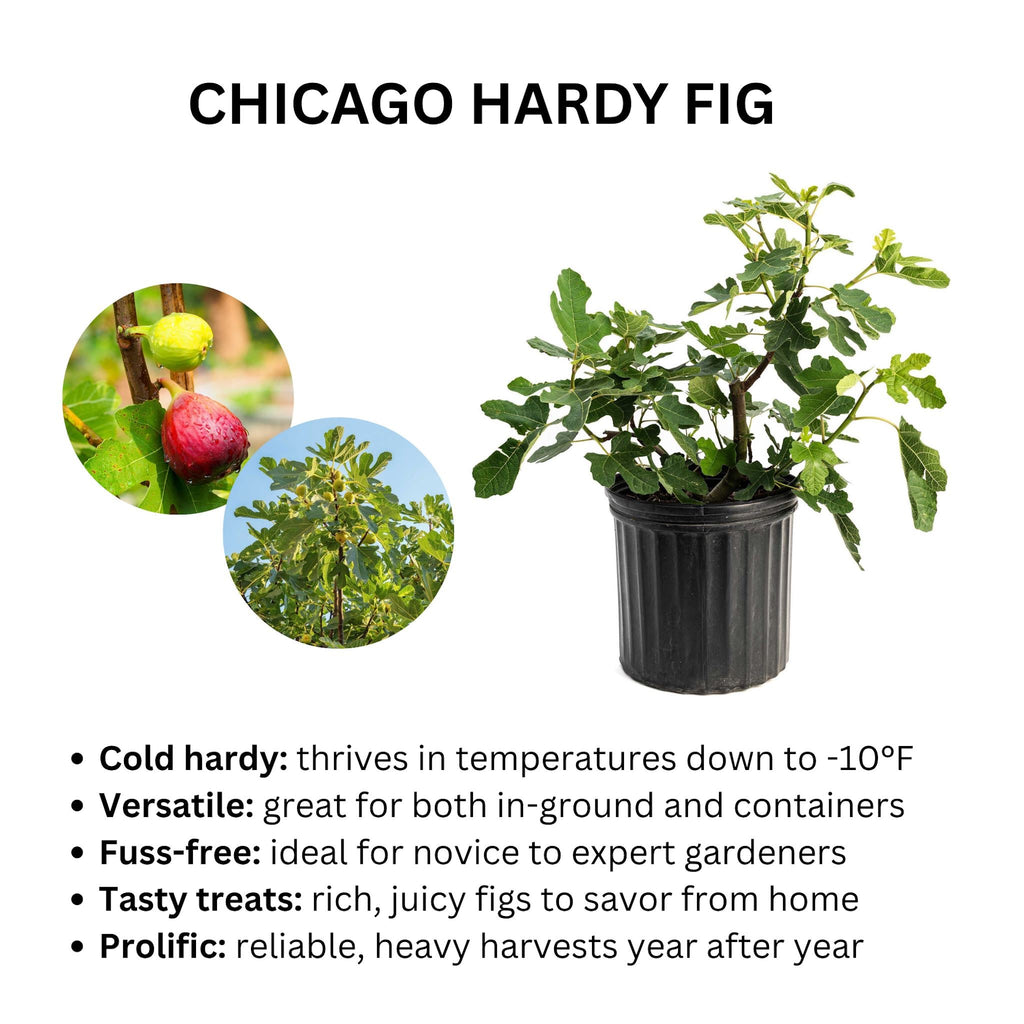 Chicago Hardy Fig Tree - Cheeky Garden