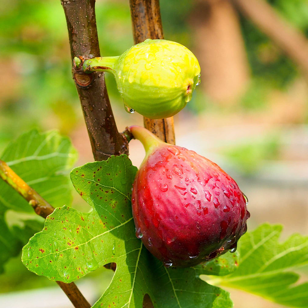 Chicago Hardy Fig Tree - Cheeky Garden