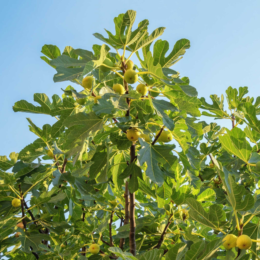 Chicago Hardy Fig Tree - Cheeky Garden