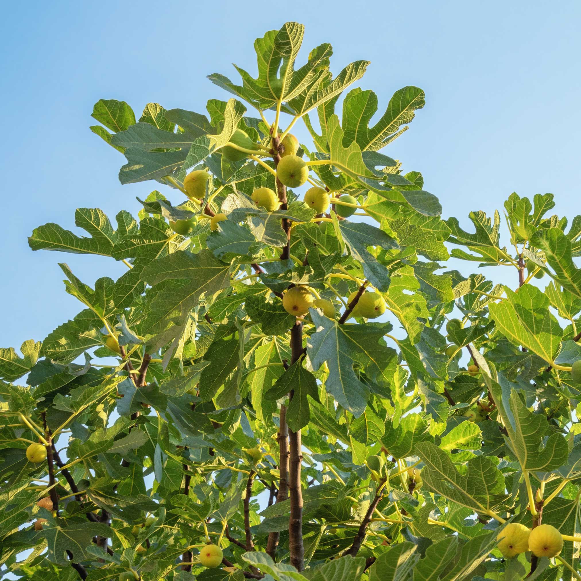 Chicago Hardy Fig Tree - Cheeky Garden