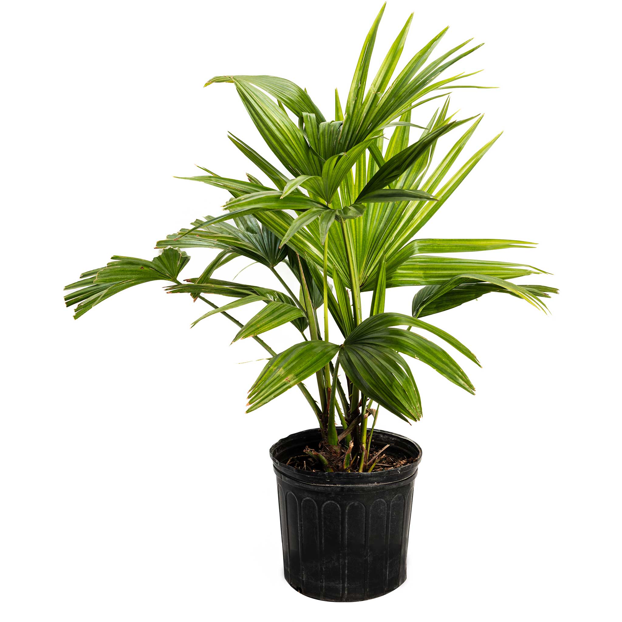Chinese Fan Palm - Cheeky Garden