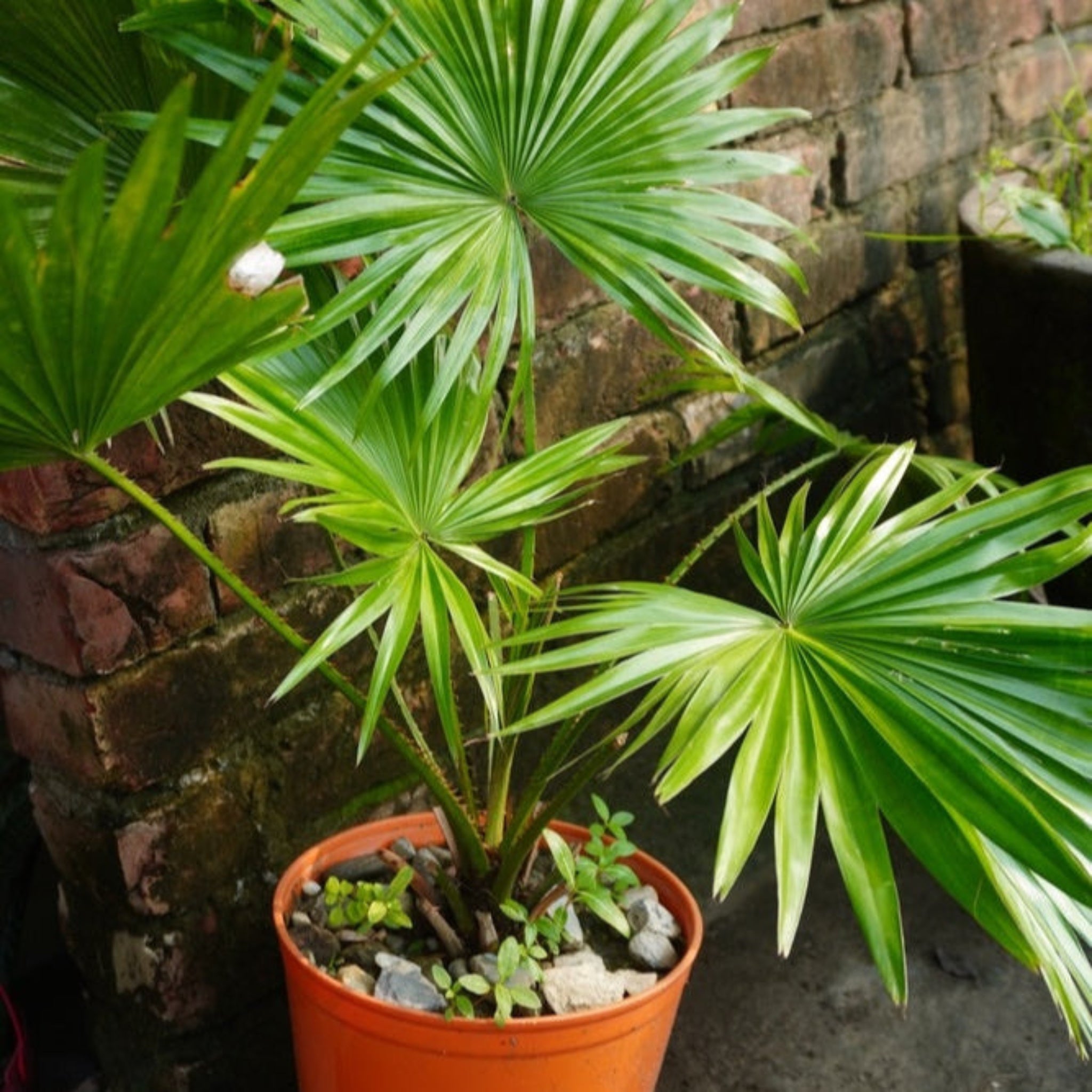 Chinese Fan Palm - Cheeky Garden