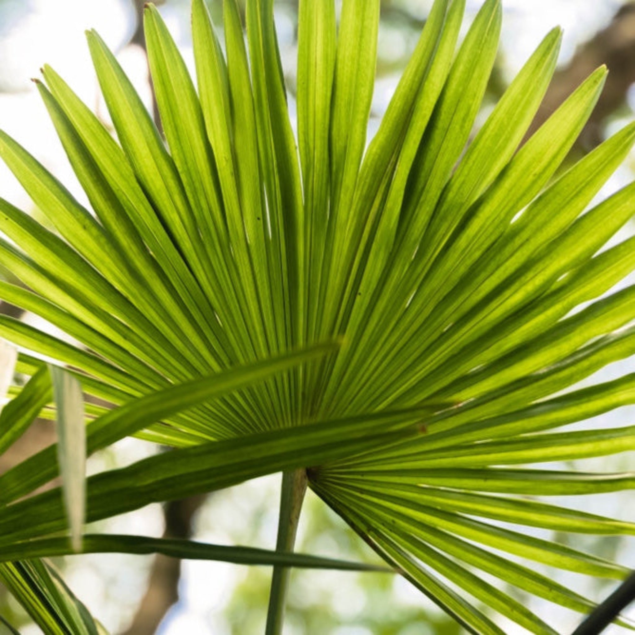 Chinese Fan Palm - Cheeky Garden