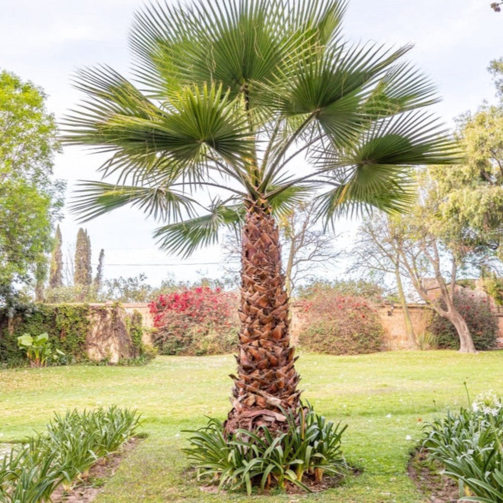 Chinese Fan Palm - Cheeky Garden