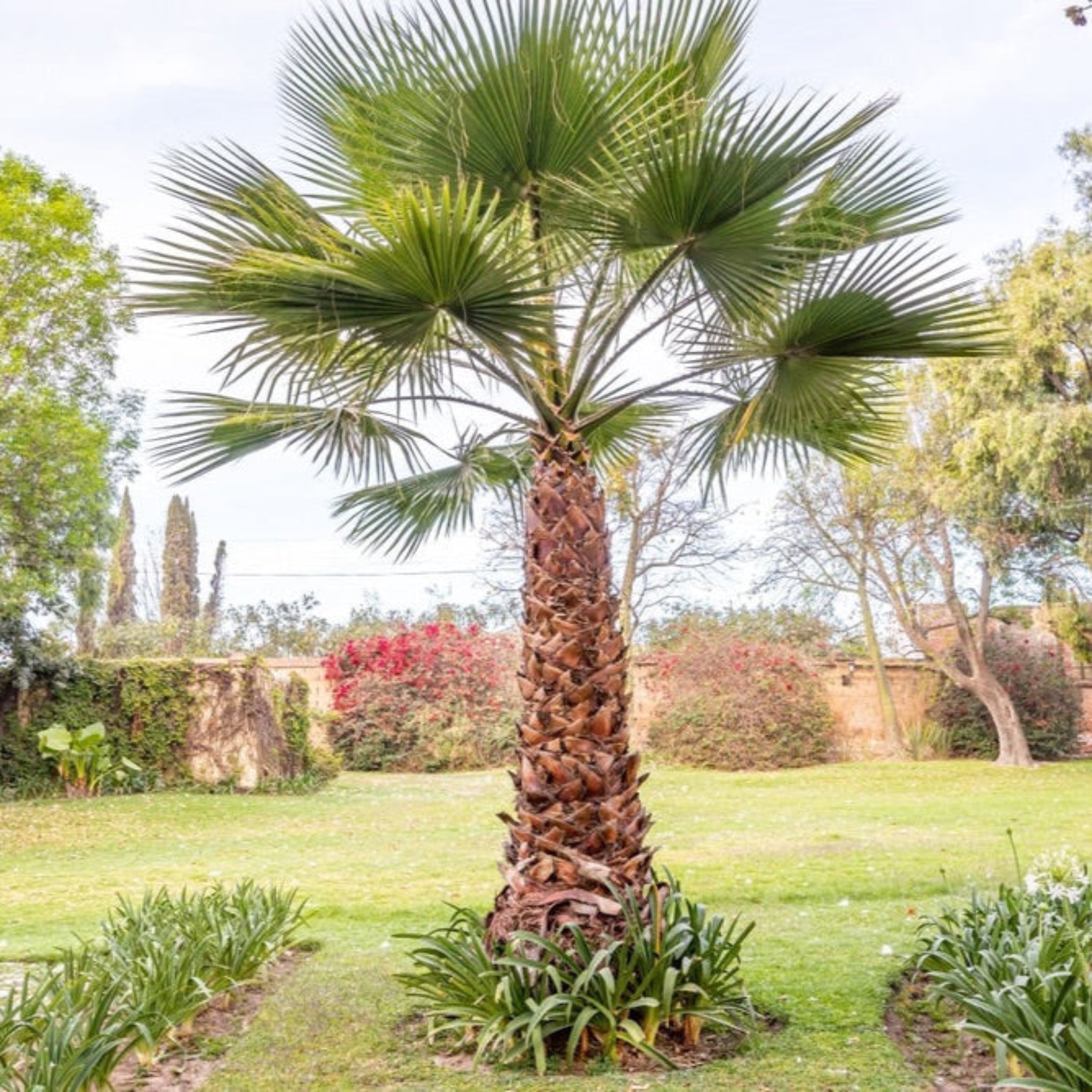 Chinese Fan Palm - Cheeky Garden