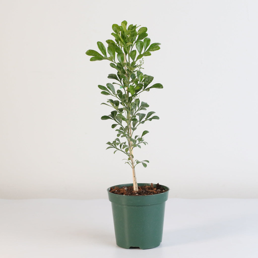 Chinese Perfume Plant (Aglaia Odorata) - Cheeky Garden