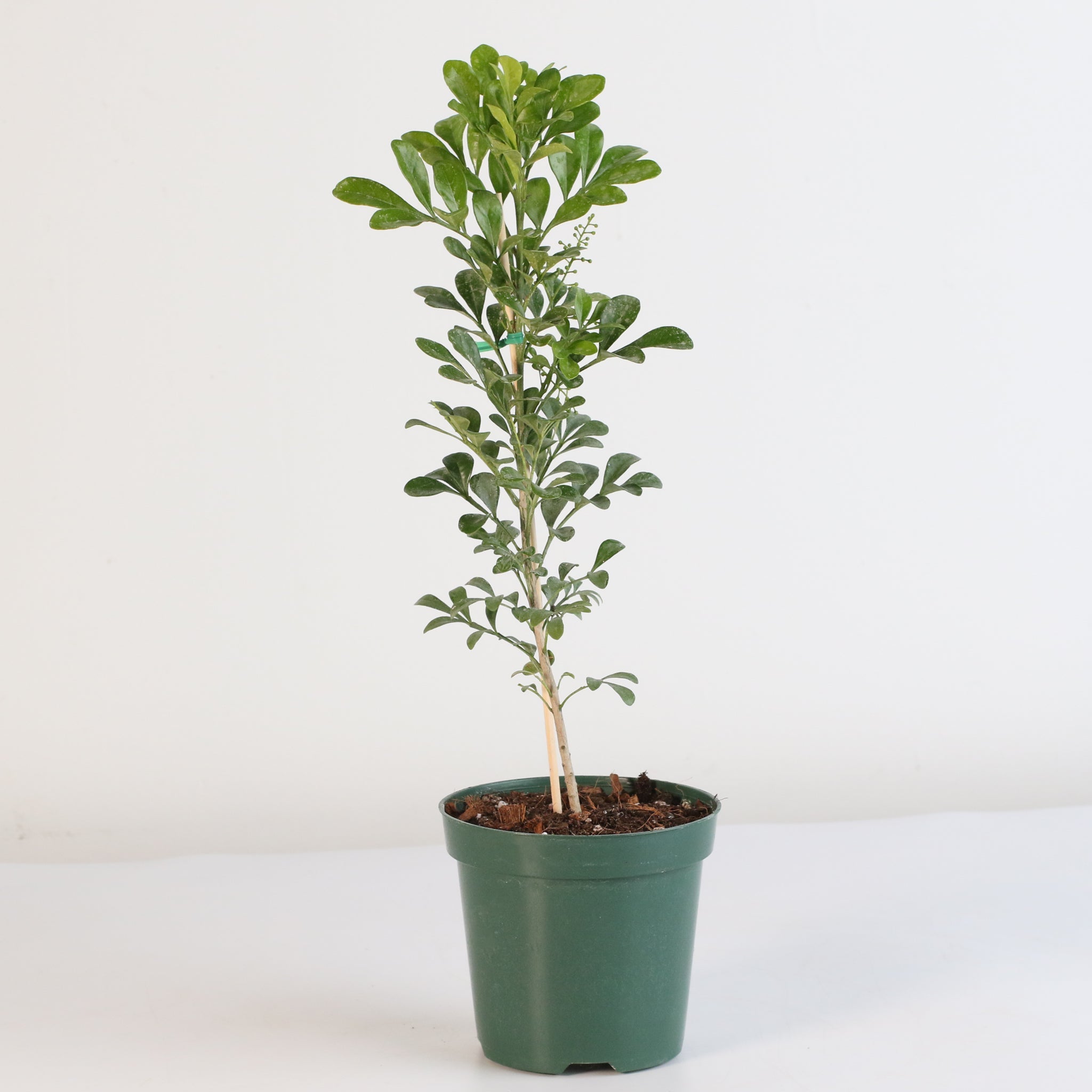 Chinese Perfume Plant (Aglaia Odorata) - Cheeky Garden