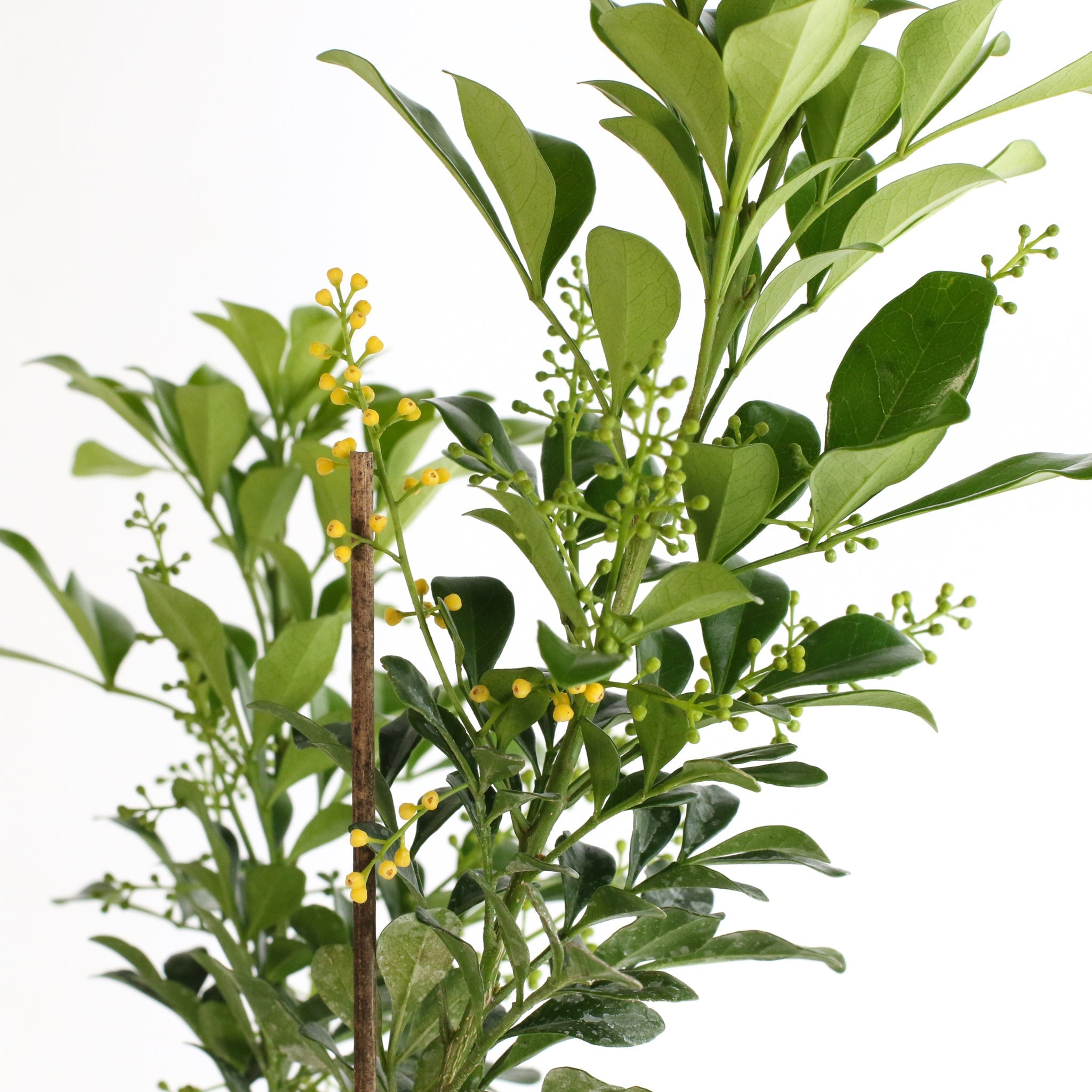 Chinese Perfume Plant (Aglaia Odorata) - Cheeky Garden