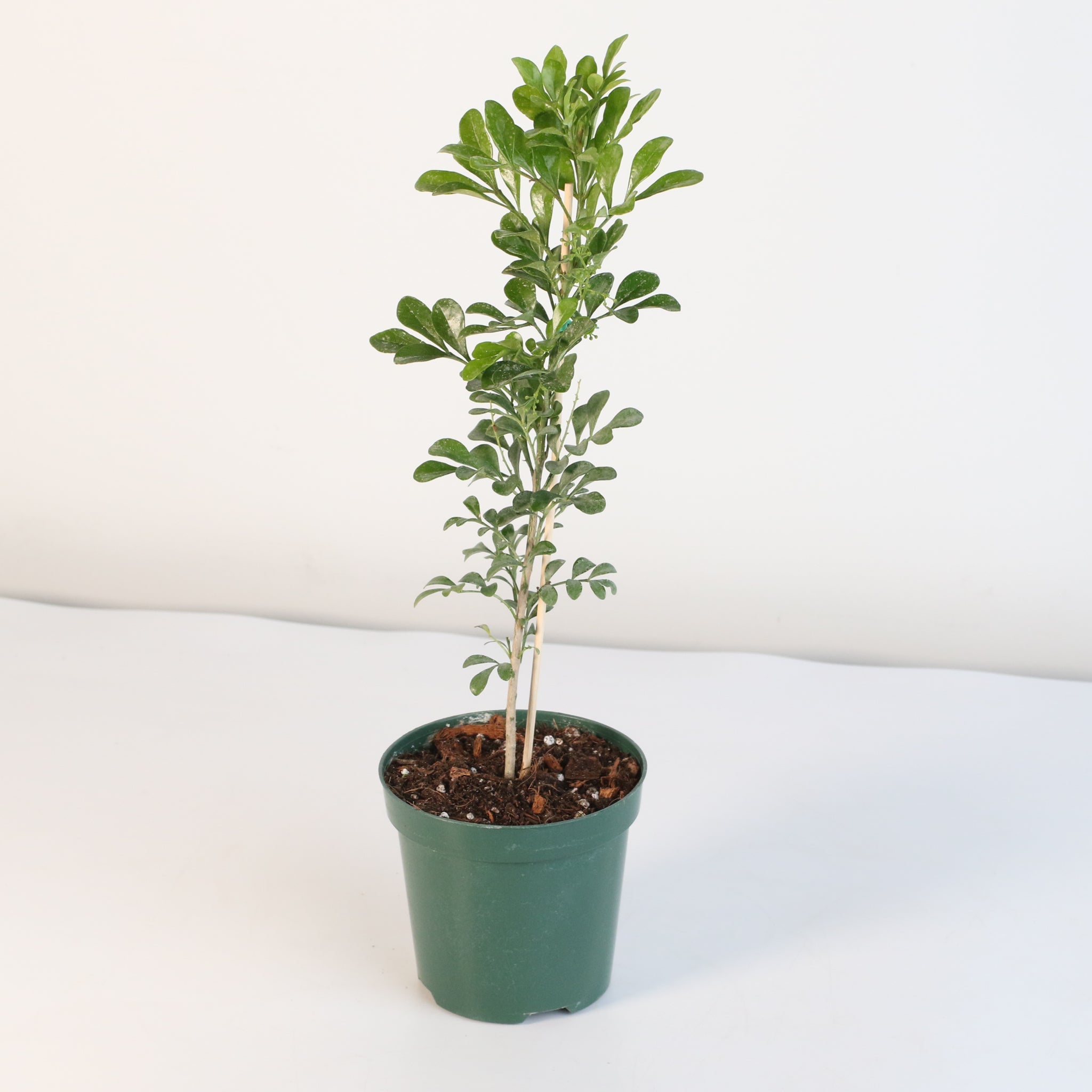 Chinese Perfume Plant (Aglaia Odorata) - Cheeky Garden