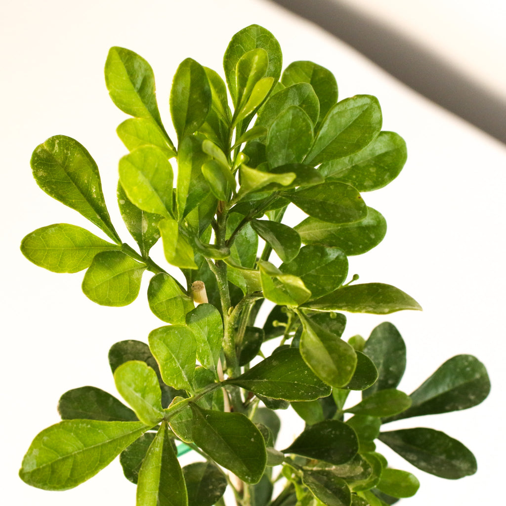 Chinese Perfume Plant (Aglaia Odorata) - Cheeky Garden