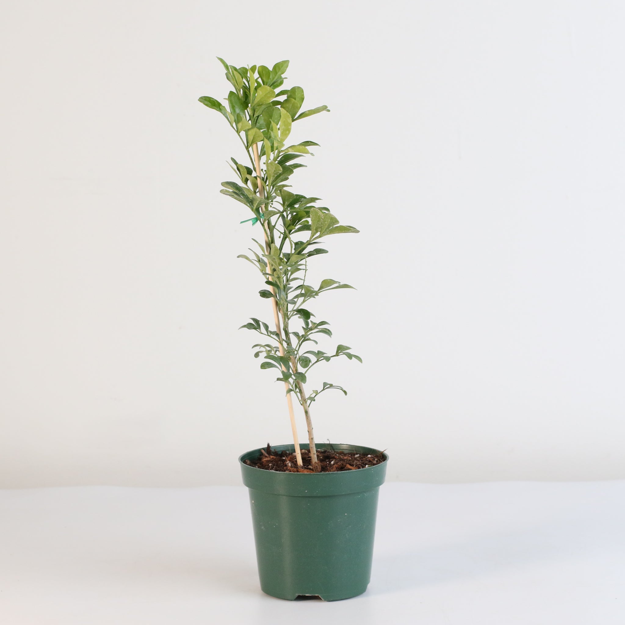 Chinese Perfume Plant (Aglaia Odorata) - Cheeky Garden